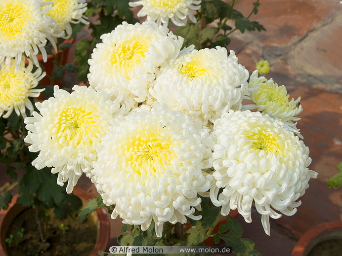 Chrysanthemum Photos  The Flower Expert  Flowers Encyclopedia